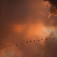 Geese flying near the Jeffery Energy Center coal plant in Kansas.